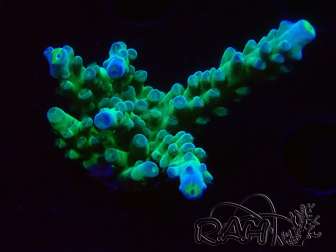 WYSIWYG LR Acropora austera Yellow Tips 5G11