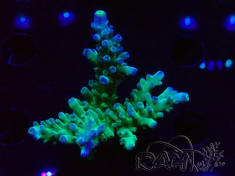 WYSIWYG LR Acropora austera Yellow Tips 5G12