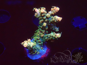 WYSIWYG LR Acropora austera Yellow Tips 5G6