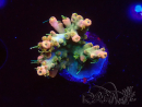 WYSIWYG LR Acropora austera Yellow Tips 5G6
