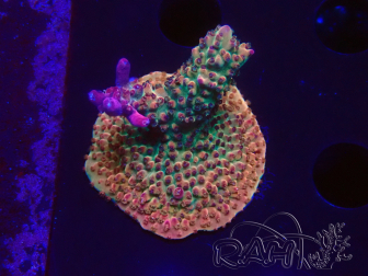WYSIWYG- RAH Acropora Princess 5A5