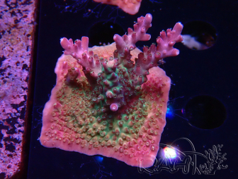 WYSIWYG- RAH Acropora Princess 5A4