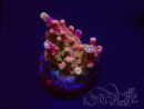WYSIWYG MH Acropora Red Robin 5A7