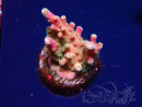WYSIWYG MH Acropora Red Robin 5A7