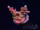WYSIWYG MH Acropora Red Robin 5A8