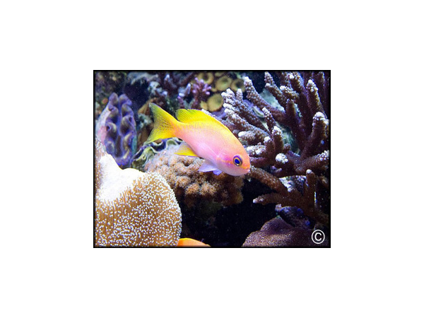 Pseudanthias bimaculatus male