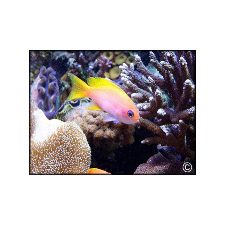 Pseudanthias bimaculatus male
