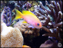 Pseudanthias bimaculatus male