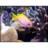 Pseudanthias bimaculatus male