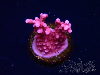 WYSIWYG RAH Acropora ballerina 5C7