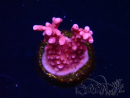 WYSIWYG RAH Acropora ballerina 5C7