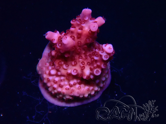 WYSIWYG RAH Acropora ballerina 5C9