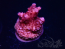 WYSIWYG RAH Acropora ballerina 5C9