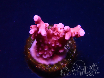 WYSIWYG RAH Acropora ballerina 5C10
