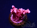 WYSIWYG RAH Acropora ballerina 5C10