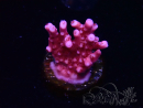 WYSIWYG RAH Acropora ballerina 5C11
