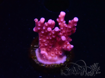 WYSIWYG RAH Acropora ballerina 5C12