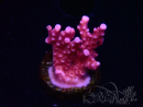 WYSIWYG RAH Acropora ballerina 5C12