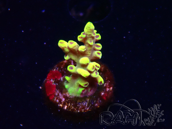 WYSIWYG RAH Acropora Pink Floyd 5D7