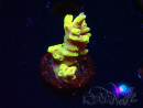 WYSIWYG RAH Acropora Pink Floyd 5D9