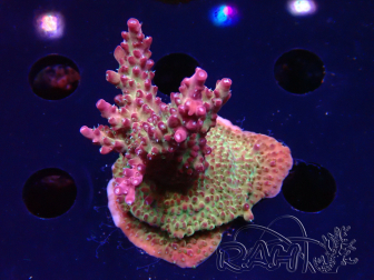 WYSIWYG LR Acropora Gold Dust 5D11