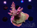 WYSIWYG LR Acropora Gold Dust 5D11