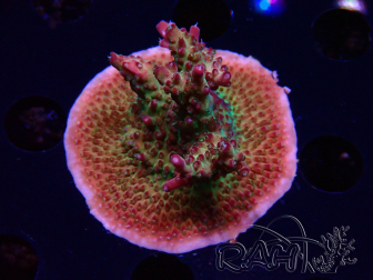 WYSIWYG LR Acropora Gold Dust 5D12