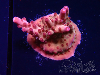 WYSIWYG RAH Acropora Sunset Boulevard 5E7