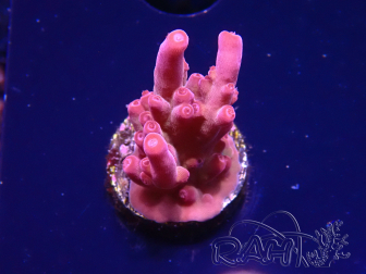 WYSIWYG RAH Acropora Sunset Boulevard 5E8