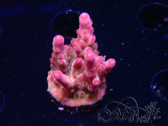 WYSIWYG RAH Acropora Sunset Boulevard 5E11