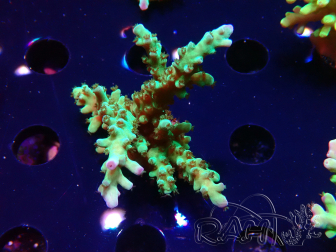 WYSIWYG RAH Acropora austera teal 5F10