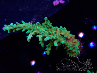 WYSIWYG RAH Acropora austera teal 5F11