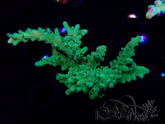 WYSIWYG RAH Acropora austera teal 5F12