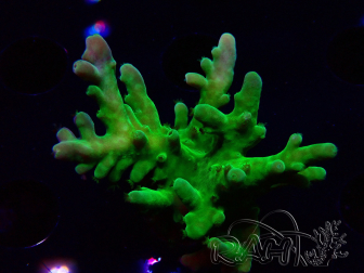 WYSIWYG RAH Acropora austera Yellow 5G5