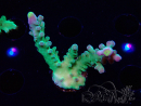 WYSIWYG LR Acropora austera Yellow Tips 5G8