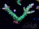 WYSIWYG LR Acropora austera Yellow Tips 5G10