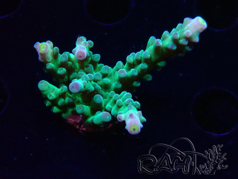 WYSIWYG LR Acropora austera Yellow Tips 5G11