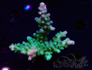 WYSIWYG LR Acropora austera Yellow Tips 5G12