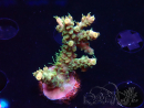 WYSIWYG LR Acropora austera Yellow Tips 5G6