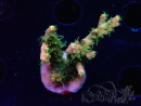 WYSIWYG LR Acropora austera Yellow Tips 5G6