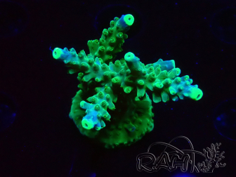 WYSIWYG RAH Acropora Joker 5H8