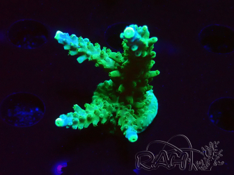 WYSIWYG RAH Acropora Joker 5H9