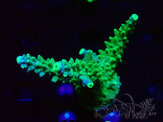 WYSIWYG RAH Acropora Joker 5H10