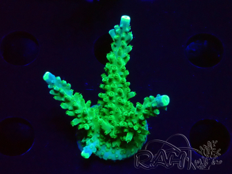 WYSIWYG RAH Acropora Joker 5H11