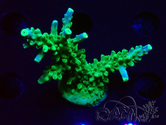 WYSIWYG RAH Acropora Joker 5H12