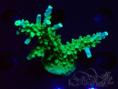 WYSIWYG RAH Acropora Joker 5H12