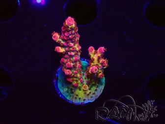 WYSIWYG - Acropora PC Rainbow 5I3