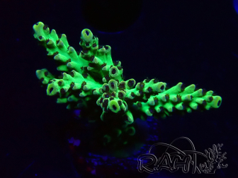 WYSIWYG - Acropora  5I7