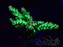 WYSIWYG - Acropora PC Rainbow 5I1
