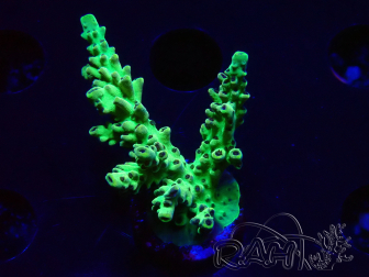 WYSIWYG - Acropora  5I8